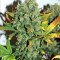 Destroyer (CannaBioGen) Cannabis-Samen