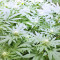 Dogstar Dawg (Big Head Seeds) Cannabis-Samen