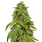 D’oh Si D’ohpe (Dr. Krippling Seeds) Cannabis-Samen