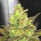 Gorilla Bomb (Bomb Seeds) Cannabis-Samen