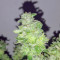 HiFi 4G (Dutch Passion) Cannabis-Samen