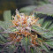 Midnight Kush (G13 Labs) Cannabis-Samen