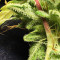 Northern Lights (Seedstockers) Cannabis-Samen