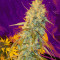 Orange Juice (Dinafem Seeds) Cannabis-Samen