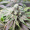 Pineapple (Seedstockers) Cannabis-Samen