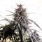 Purple Haze x Malawi Regular (Ace Seeds) Cannabis-Samen