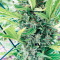 Santa Marta Haze Autoflower (Seedstockers) Cannabis-Samen