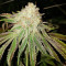 Sherbet Queen strain
