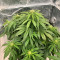 Auto Euforia (Dutch Passion) Cannabis-Samen