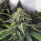 Critical + 2.0 (Dinafem Seeds) Cannabis-Samen