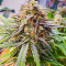 Crystal WW Autoflower feminisierte Samen (EGS)