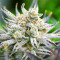 Glue Cookies feminisierte Samen (AlphaFem Seeds)