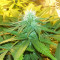 Green Ninja (Heavyweight Seeds) Cannabis-Samen