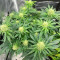 Northern Lights Auto (Expert Seeds) Cannabis-Samen
