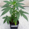 Punky Lion (Samsara Seeds) Cannabis-Samen