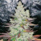 Red Hot Cookies feminisiertes Saatgut (Sweet Seeds)
