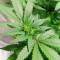 Respect 4 Gorilla (Expert Seeds) Cannabis-Samen