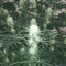 LSD Cannabis-Samen Kaufen