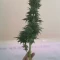 Caramelo Early Version (Delicious Seeds) Cannabis-Samen