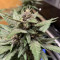 Blackberry Auto Cannabis-Samen Kaufen