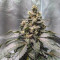 Solomatic Auto CBD (RQS) Cannabis-Samen zu verkaufen