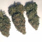 Mimosa EVO (Barney's Farm) Cannabis-Samen zu verkaufen