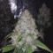 Dos Si Dos 33 (Barney's Farm) Cannabis-Samen zu verkaufen