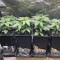 Kaufe Runtz XL Auto Samen feminisiert von Sweet Seeds