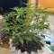 Kaufe Godzilla Cookies Auto Samen feminisiert von Herbies Seeds