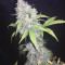 Cream Mandarine XL Auto (Sweet Seeds) Cannabis-Samen