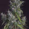 Cream Mandarine XL Auto (Sweet Seeds) Cannabis-Samen