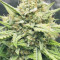 Strawberry Banana Auto Cannabis-Samen Kaufen