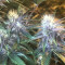 Tropicanna Poison F1 Fast Version Cannabis-Samen Kaufen