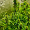 Gorilla Cookies Auto (Fast Buds) Cannabis-Samen zu verkaufen