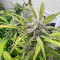 Purple Haze Auto Cannabis-Samen Kaufen
