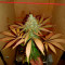 Wild Thailand (World of Seeds) Cannabis-Samen zu verkaufen