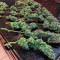 Sweet Nurse Auto CBD (Sweet Seeds) Cannabis-Samen zu verkaufen
