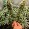 Auto Tutankhamon Cannabis-Samen Kaufen