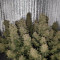 DDoS #33 Feminisierte Cannabis-Samen Kaufen
