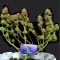 Kaufe Purple Juice Auto Samen feminisiert von Herbies Seeds