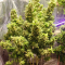 Critical Kush Cannabis-Samen Kaufen