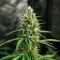 Amnesia Haze Auto Samen feminisiert (Barney's Farm)