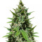 Auto Mix Pack #1 feminisierte Samen (Herbies Seeds)