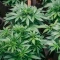 Auto Northern Lights CBD (Pyramid Seeds) Cannabis-Samen