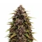 Auto Red Tropicana Cookies (Dutch Passion)