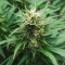 Automatic (Big Buddha Seeds) Cannabis-Samen