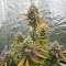 Banana Jealousy Auto RF3 (Ethos Genetics)