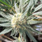 Blackberry Gum feminisierte Samen