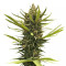 Blue Dream (BlimBurn Seeds) Cannabis-Samen
