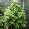 Bubblehead 13 (Big Head Seeds) Cannabis-Samen
